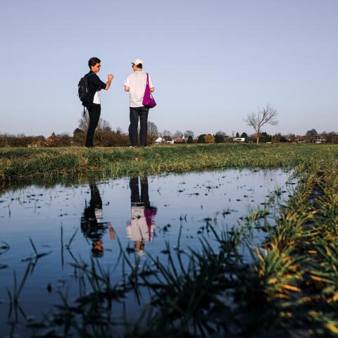 Door de velden in Hombeek 