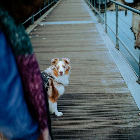 Border collie op het dijlepad