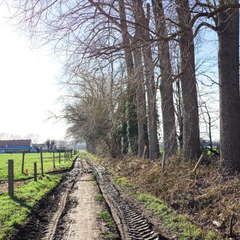 Agrarisch landschap, Hombeek 