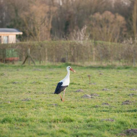 Ooievaar in de Baarbeekvallei 