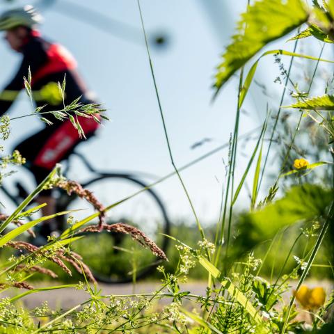 Fietsrondje Leest-Hombeek 