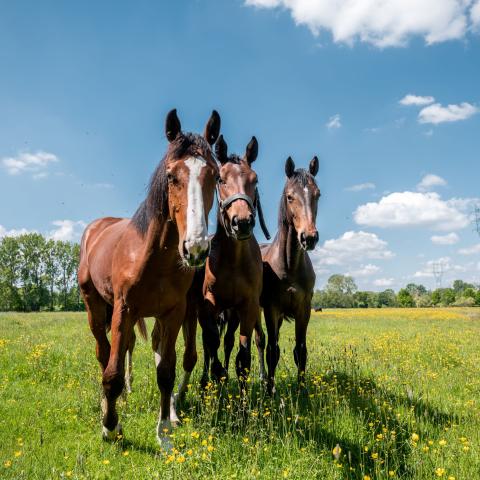 Ontmoeting met de locals in Walem