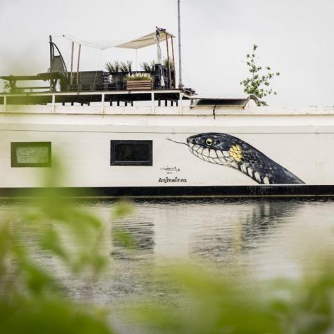 gevlekte ringslang op de rand van een boot