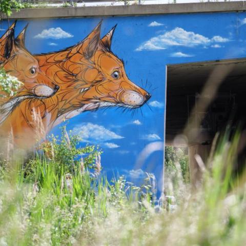 Vossen naast een tunnel