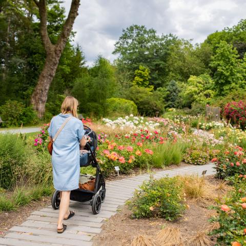 Rozentuin Vrijbroekpark 